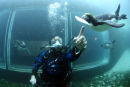 PENGUIN DIVING 16